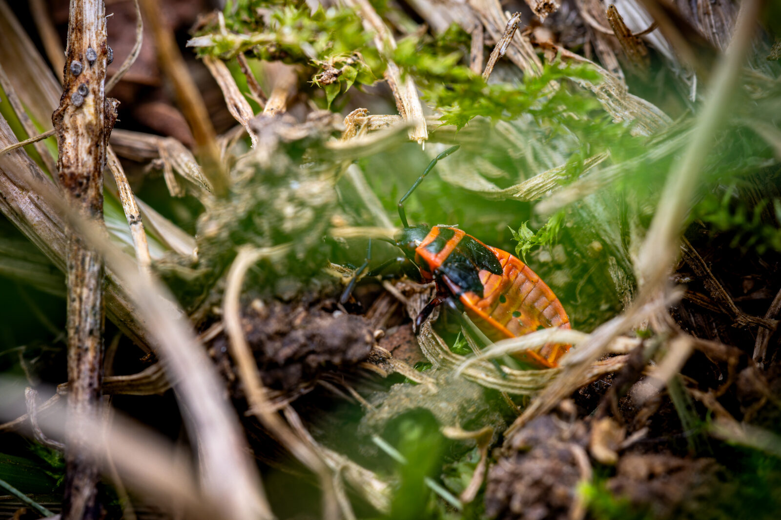 64a3885-cr3