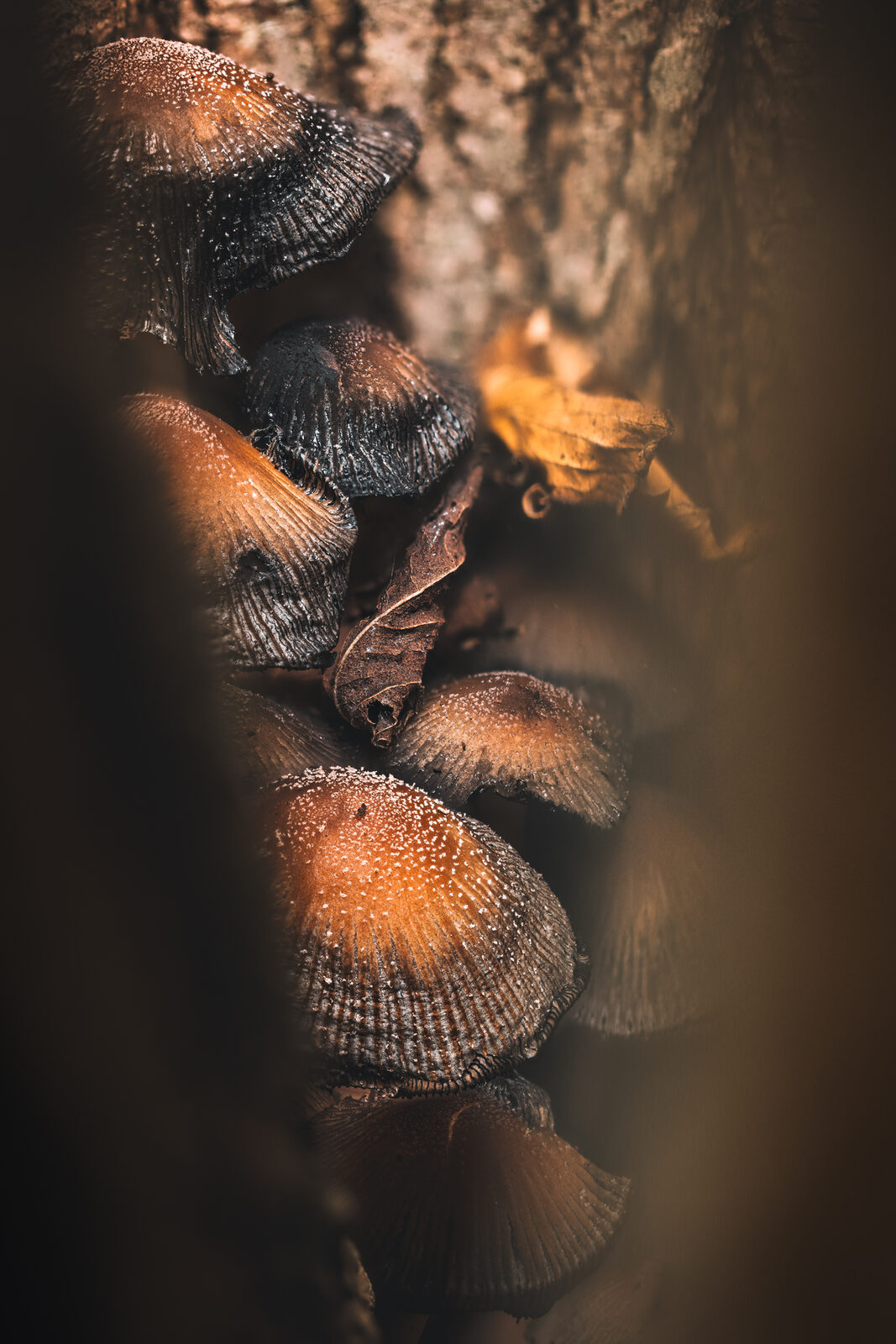 champignons