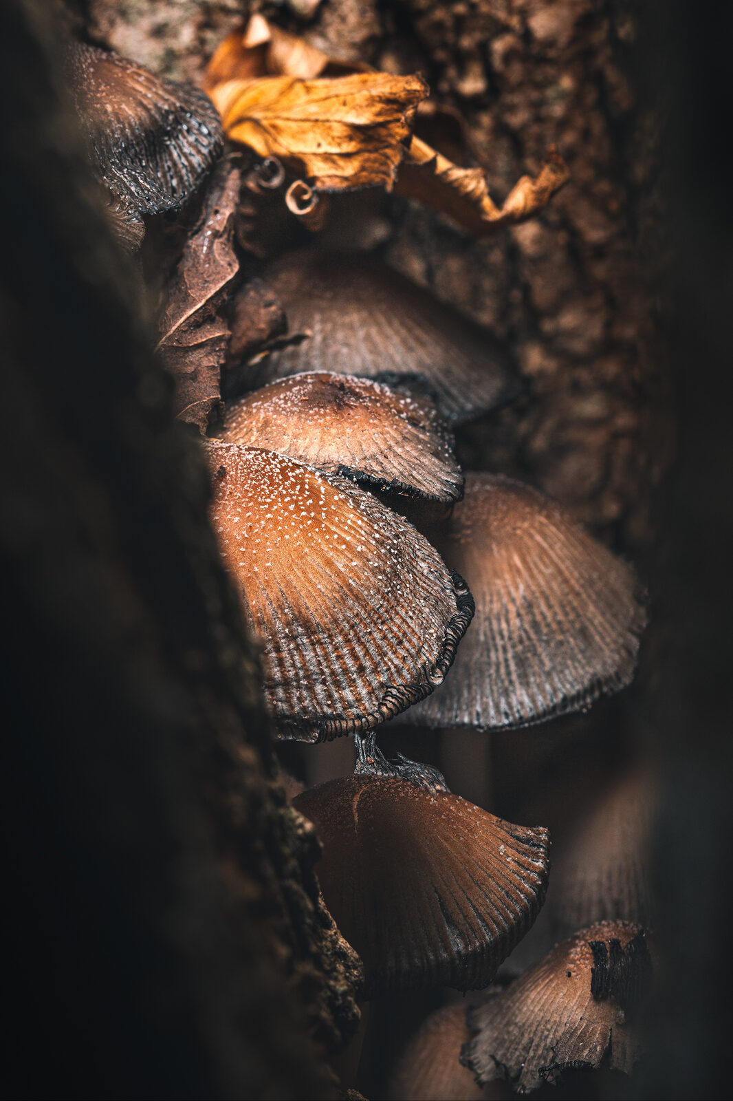 champignons2