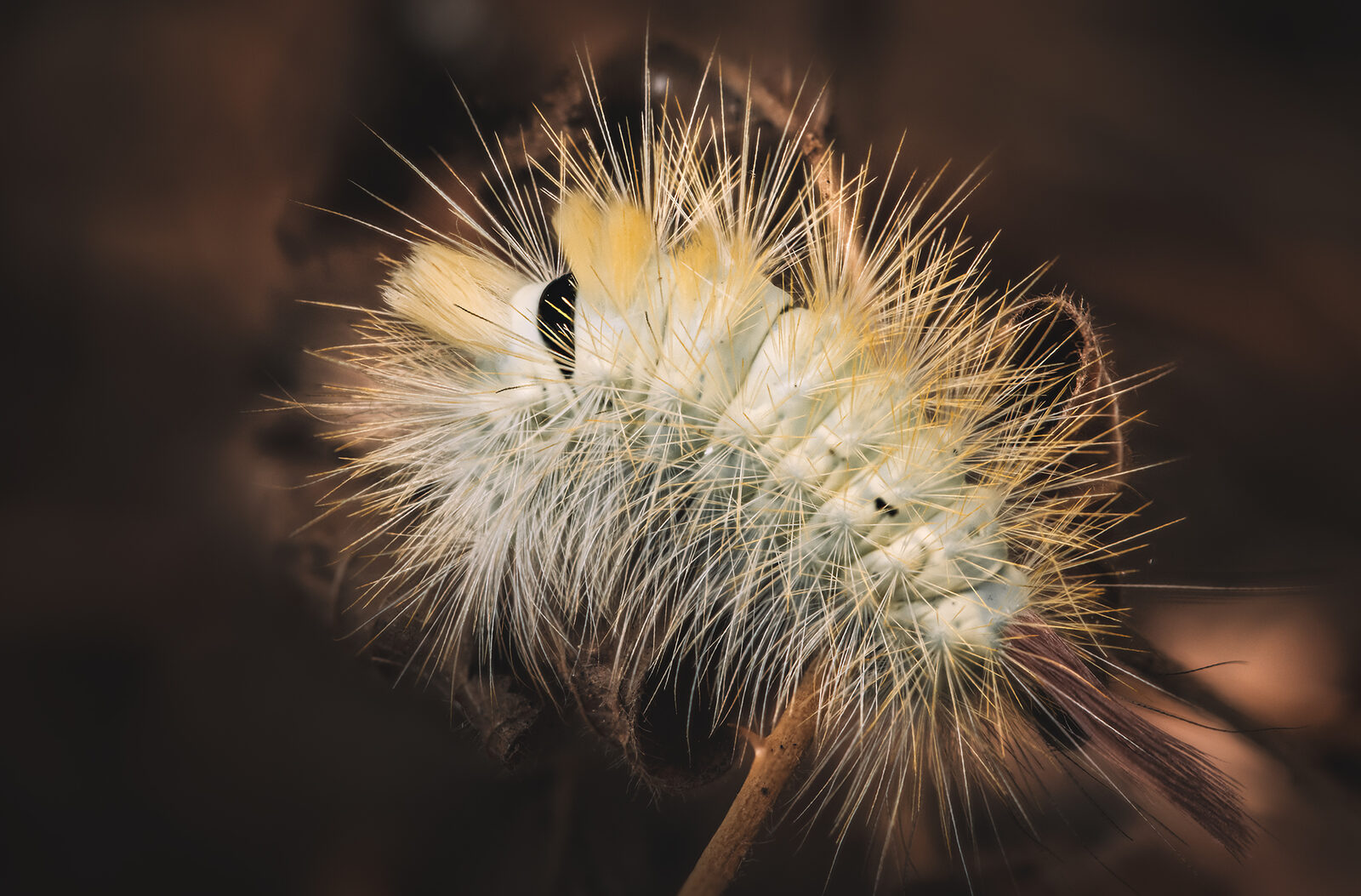 chenille