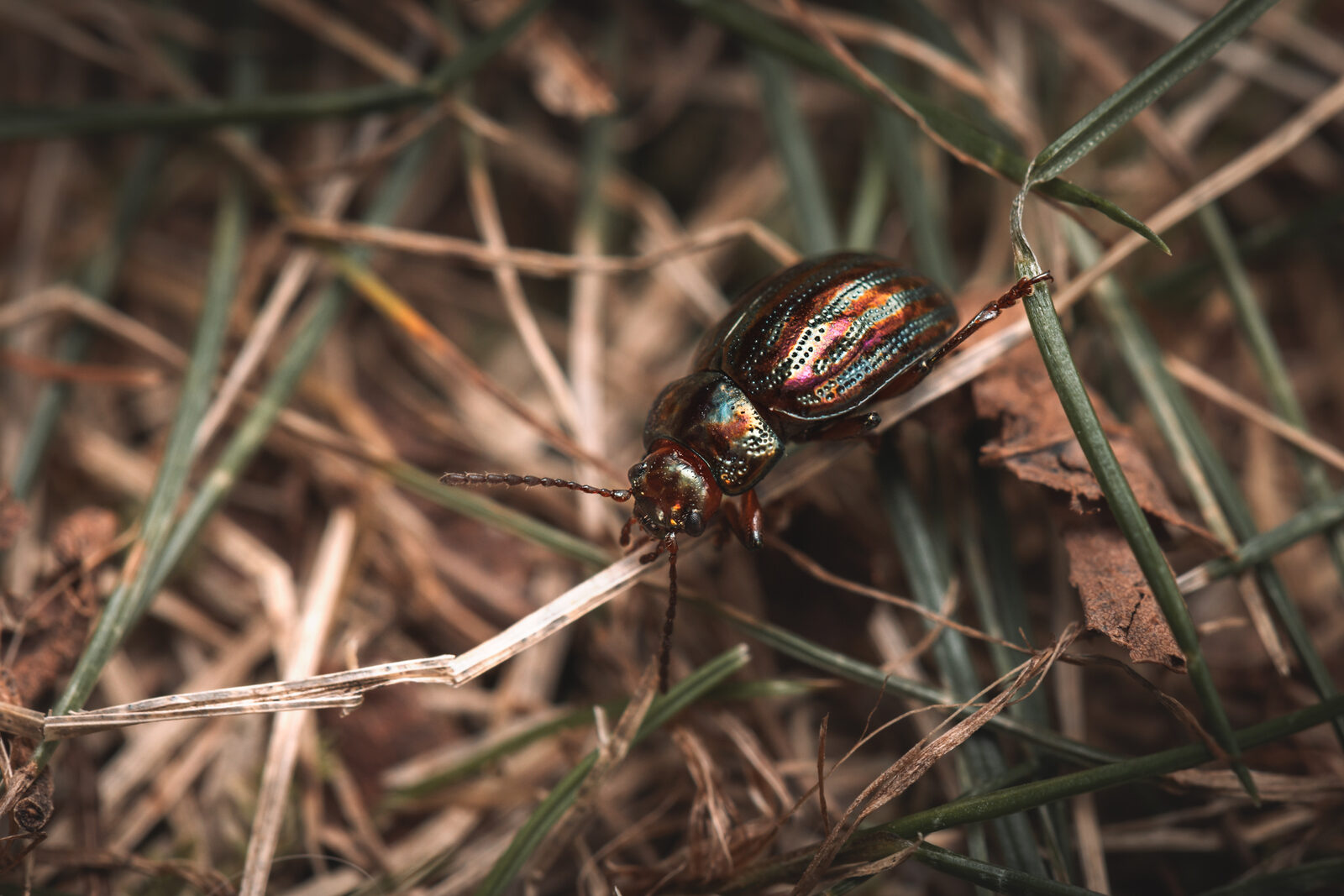chrysomele-1_1