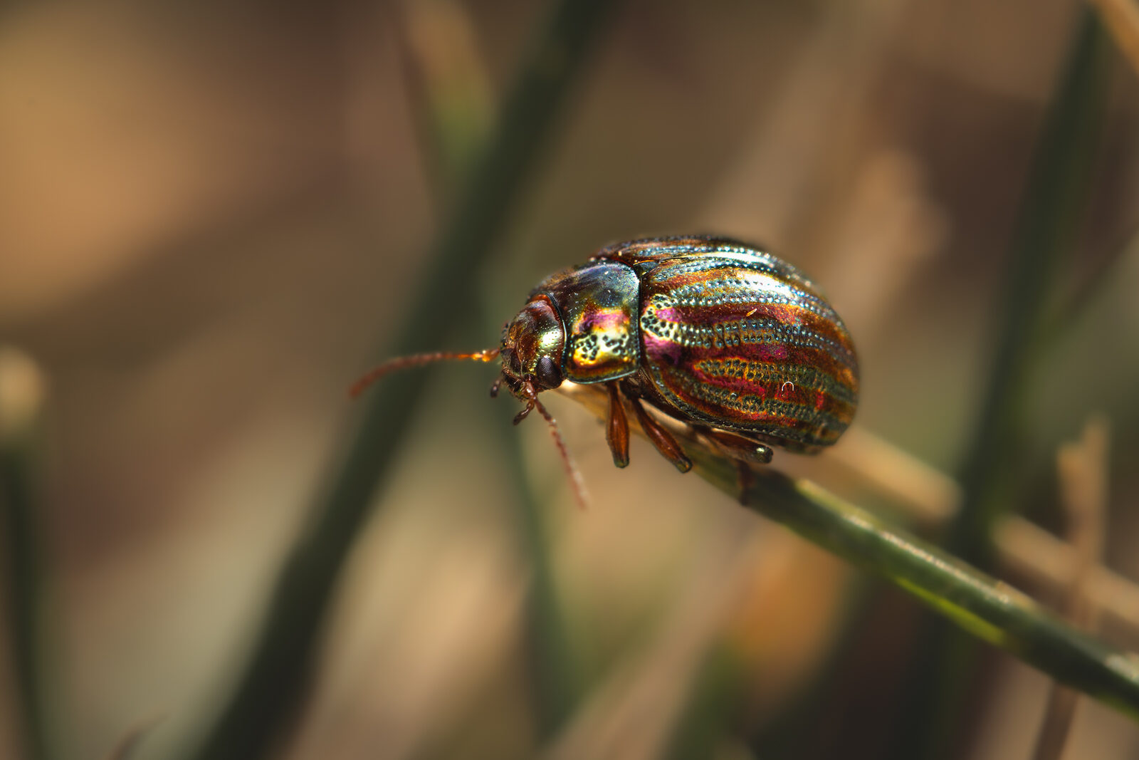 chrysomele-2_2
