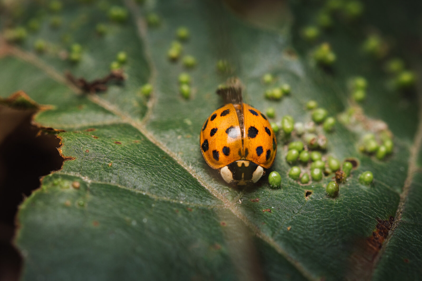 coccinelle-1