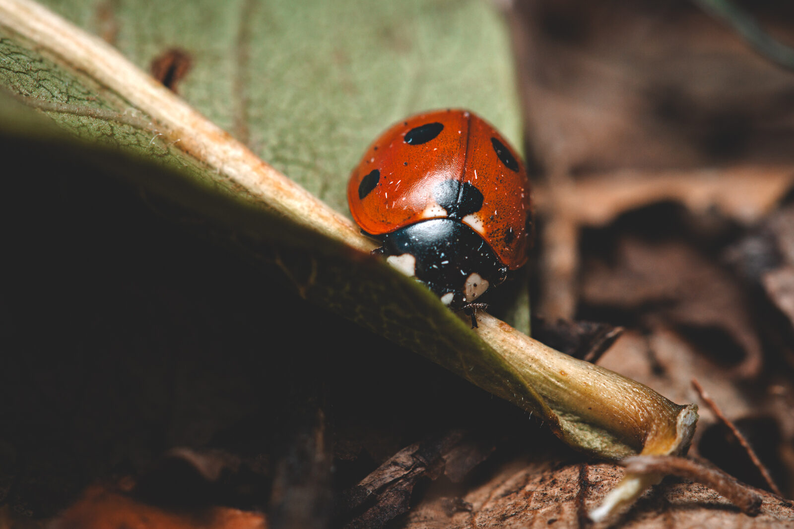 coccinelle-1_1