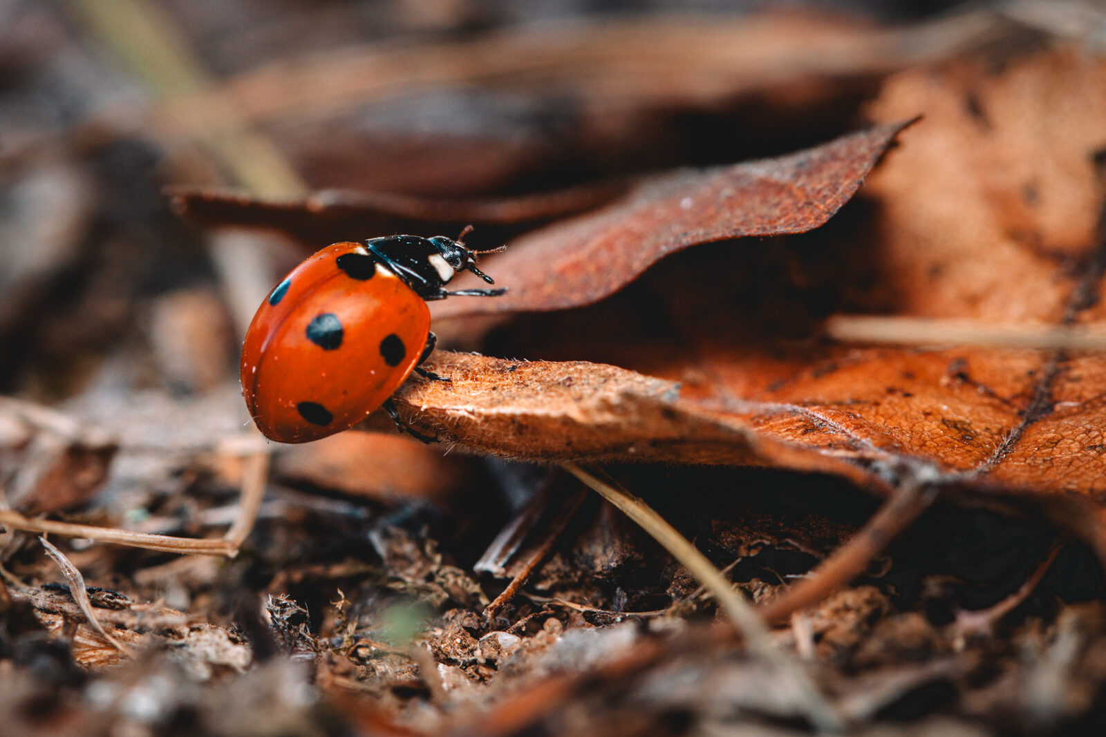 coccinelle-1_2