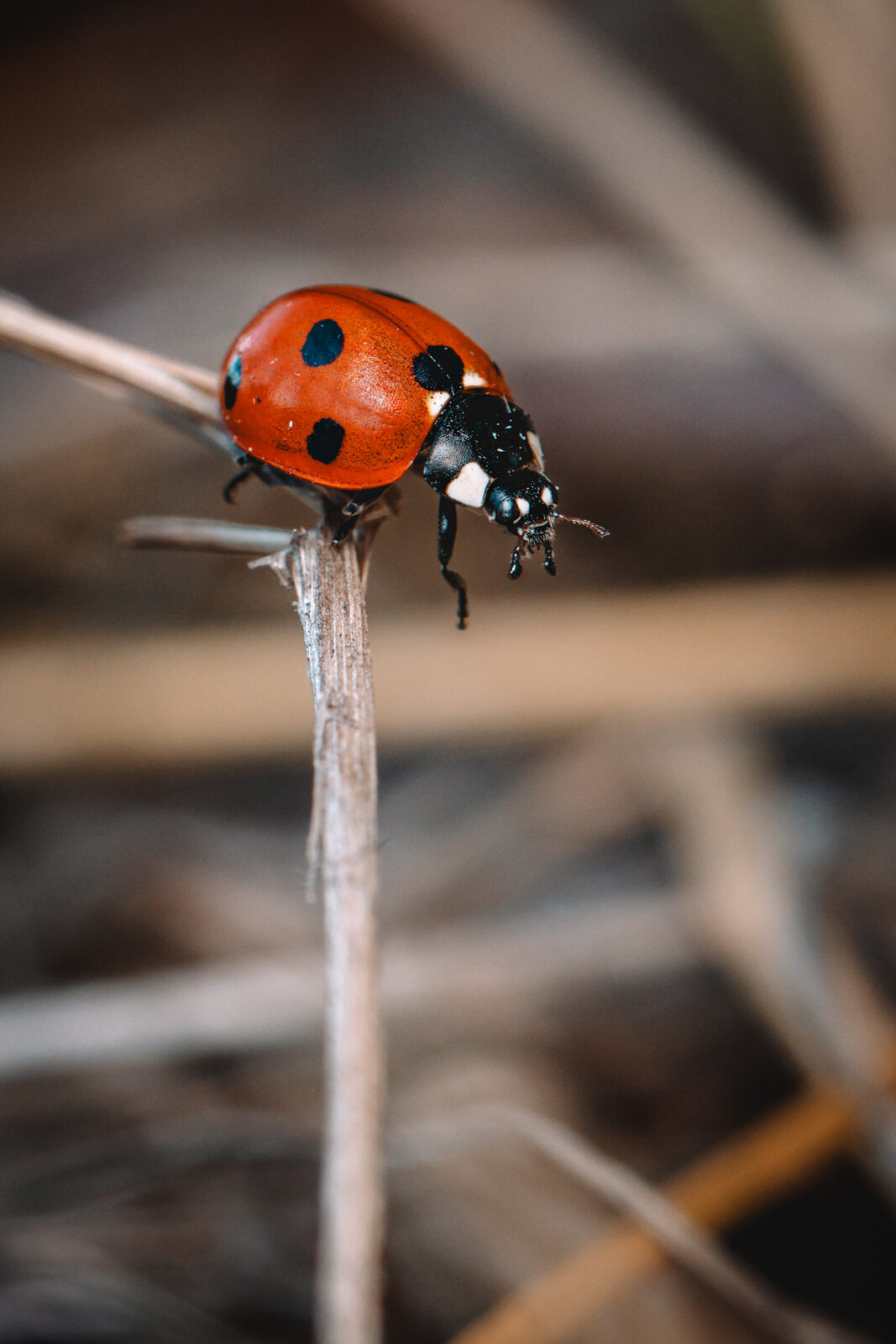 coccinelle-1_3