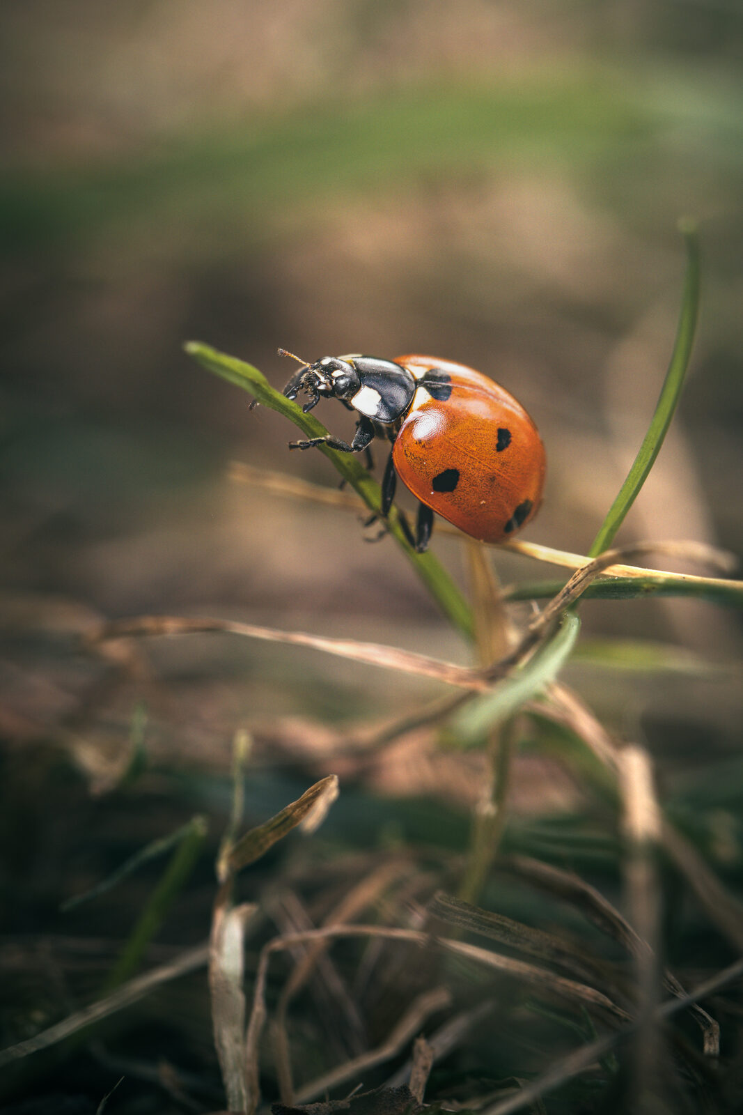 coccinelle-2