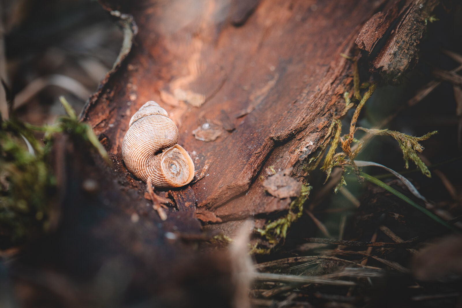 escargot-1
