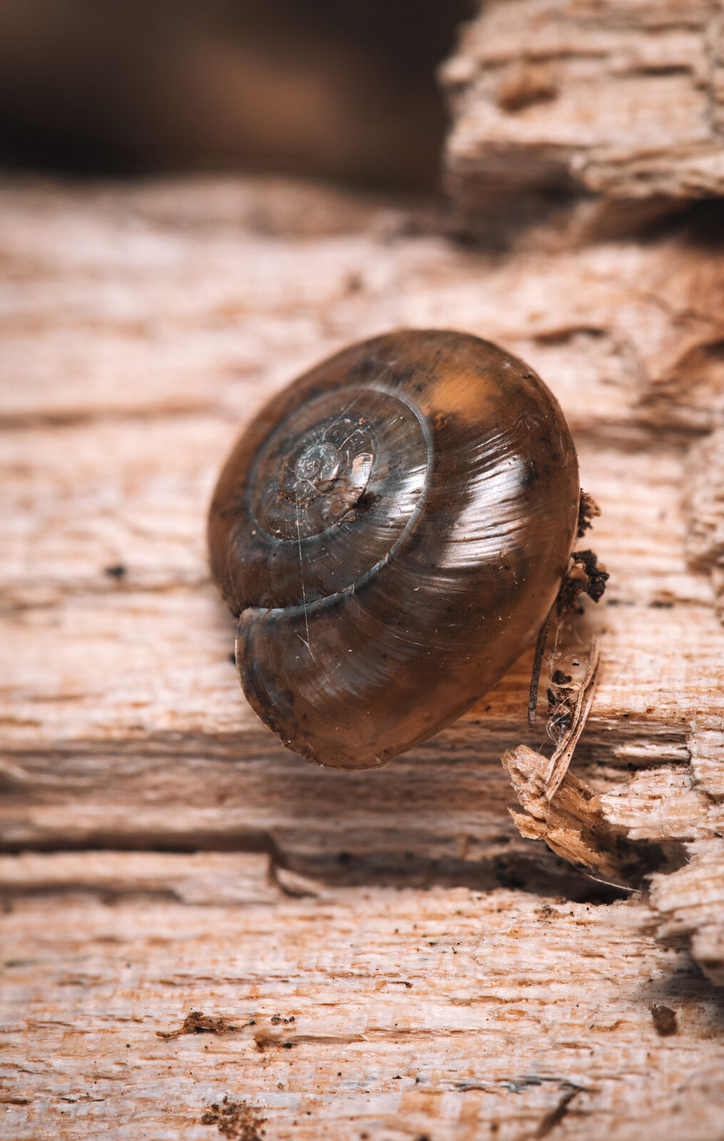 escargot-2