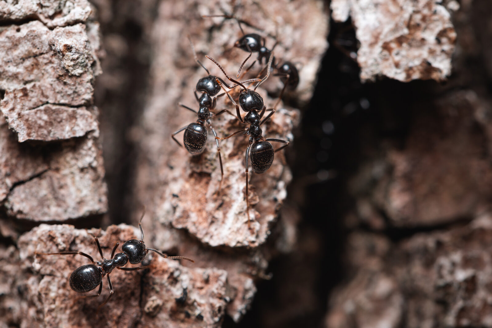 fourmis
