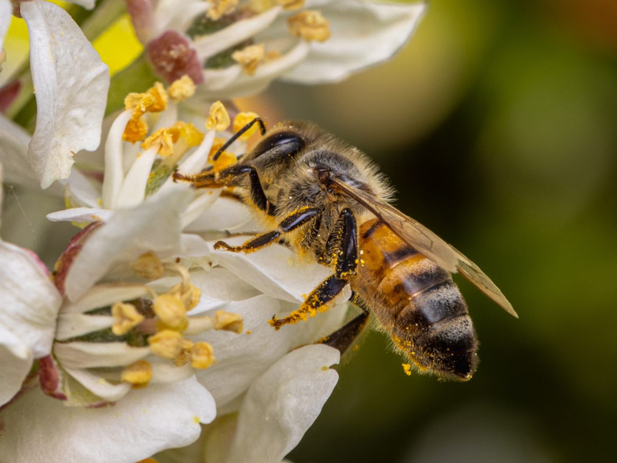 Abeille butinant des fleurs blanches