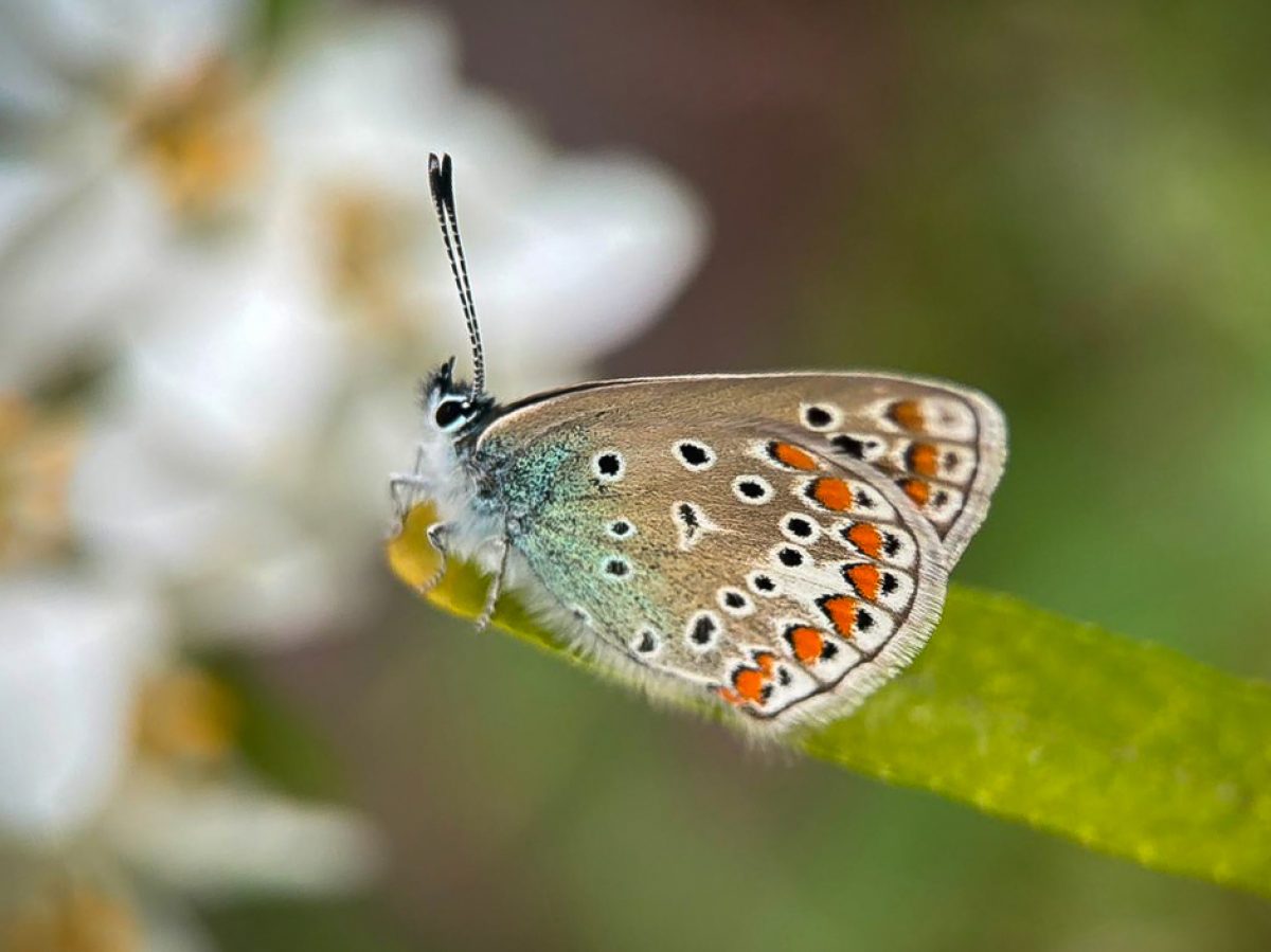Papillon aux ailes tachetées posé sur une tige