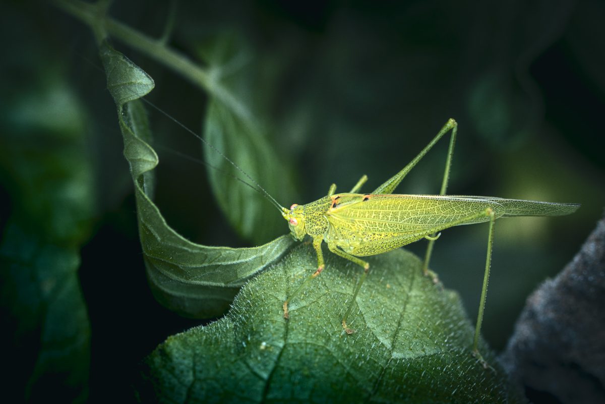 Jeune sauterelle verte sur une feuille