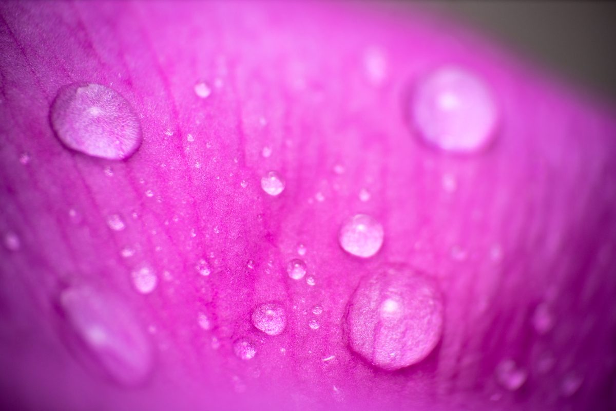 Gouttes de rosée sur un pétale rose