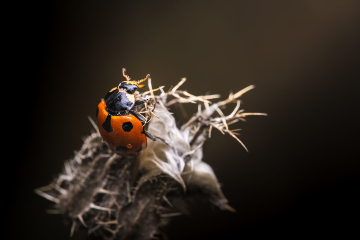 Coccinelle sur un chardon sec