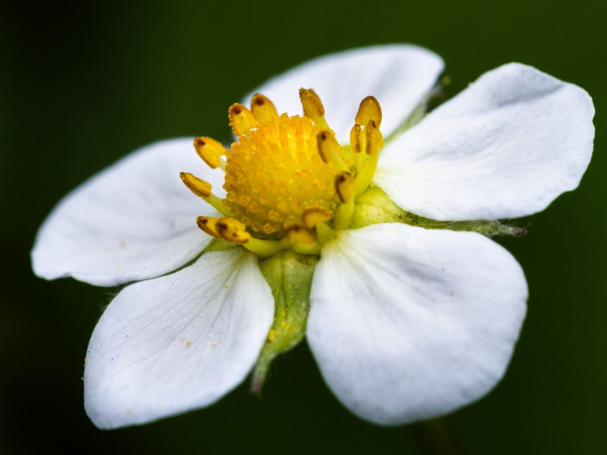 Fleur blanche à cœur jaune, en macro