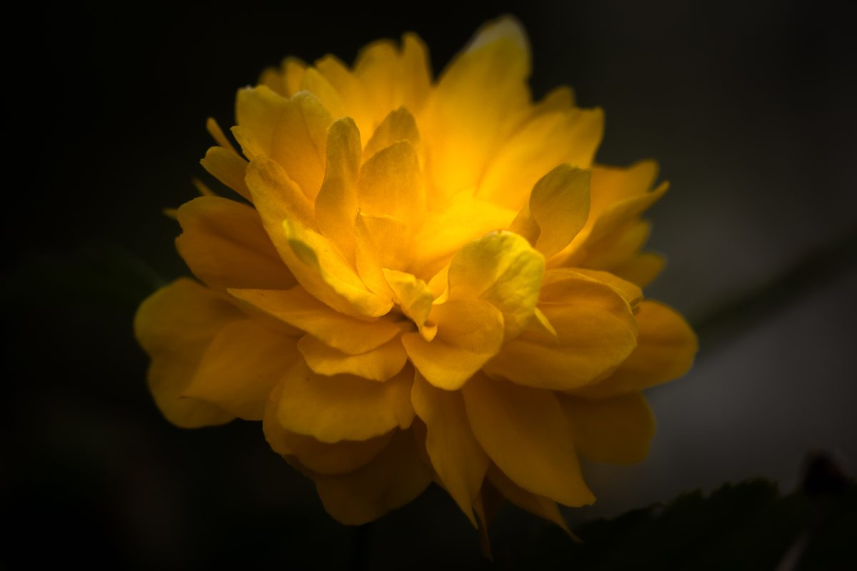 Fleur jaune aux pétales serrés