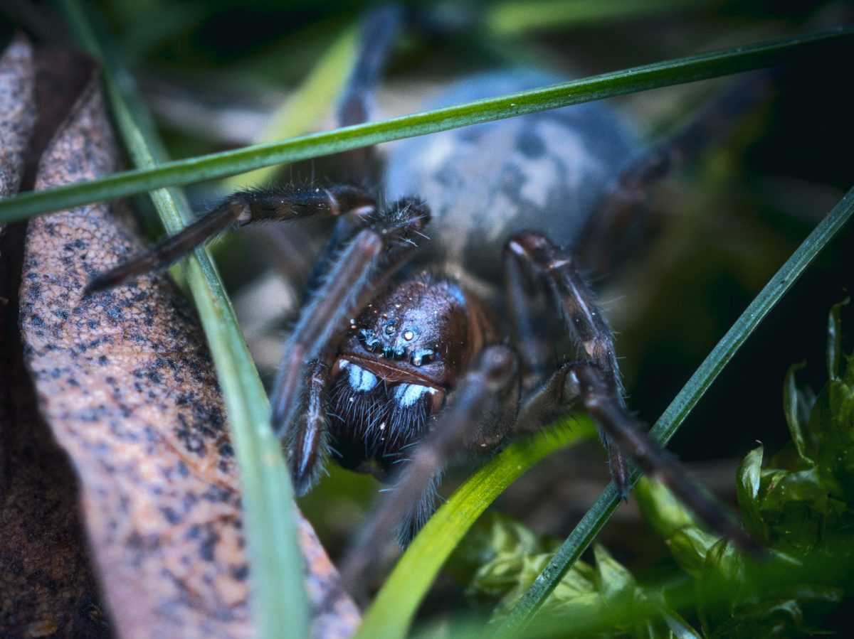 Araignée entre des brins d'herbe