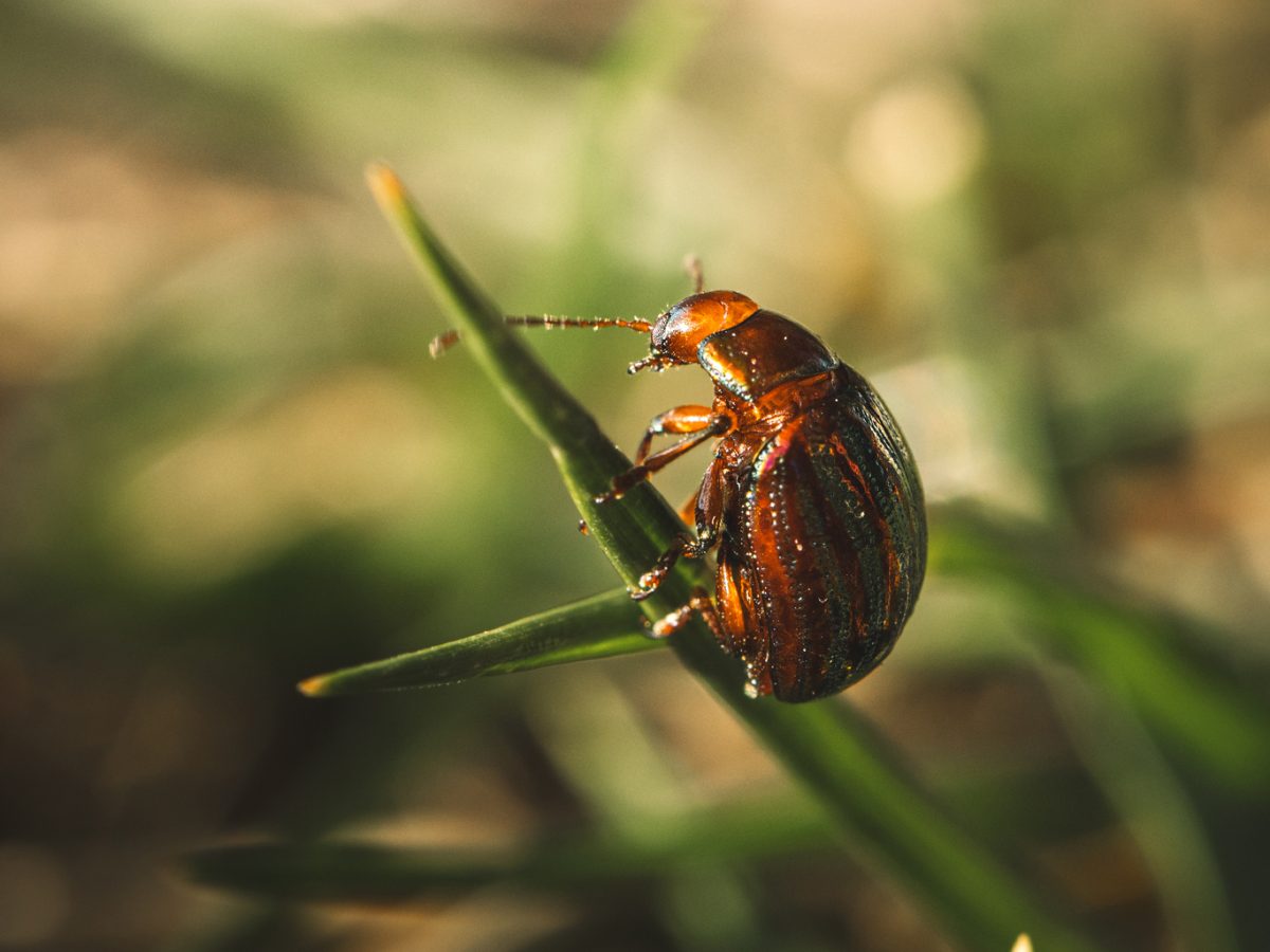 Chrysomèle dorée accrochée à une tige