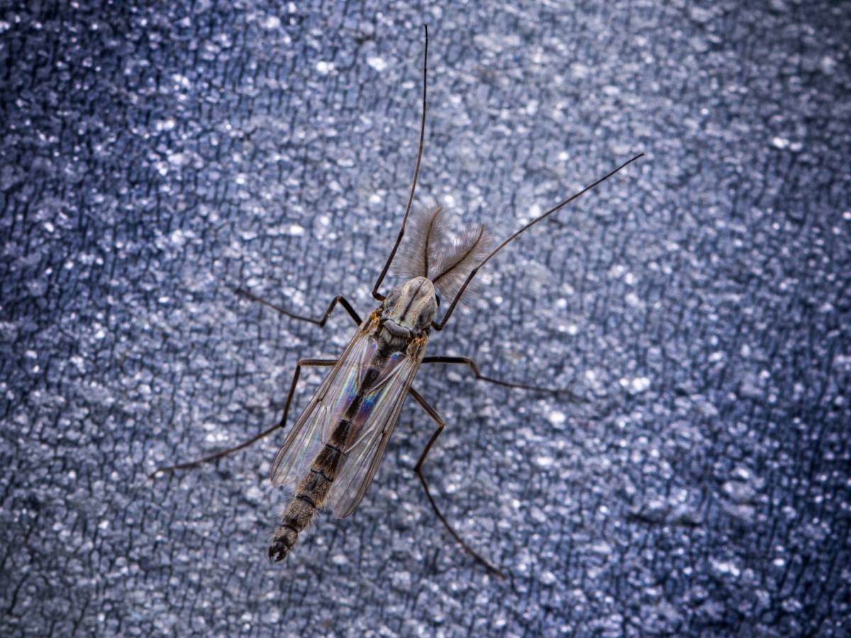 Insecte aux longues pattes posé sur le bitume