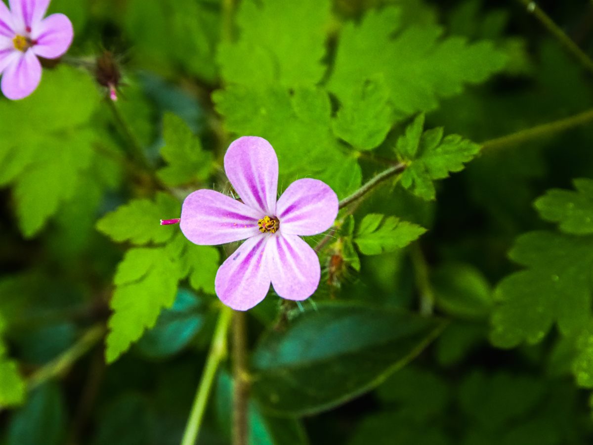 Fleur rose sauvage dans son feuillage