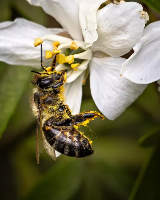 Une abeille aperçue pendant un atelier photo macro/proxy avec des élèves de 5e au collège Debussy à La Guerche-Sur-l'…