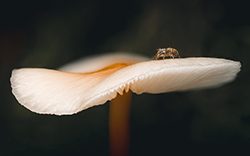 Champignons — photo 1