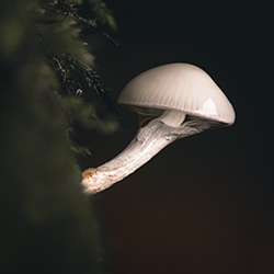 Champignons — photo 12
