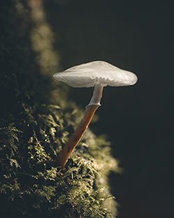 Champignons — photo 13