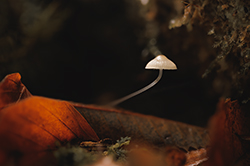 Champignons — photo 14