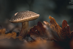 Champignons — photo 15