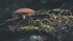 Champignons — photo 3