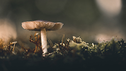 Champignons — photo 2