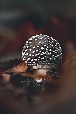 Champignons — photo 7