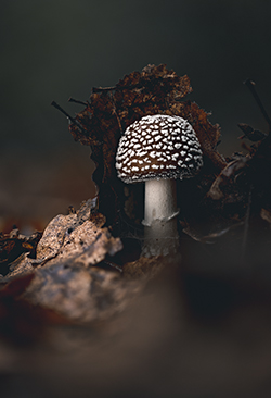 Champignons — photo 8
