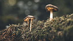 Champignons — photo 4