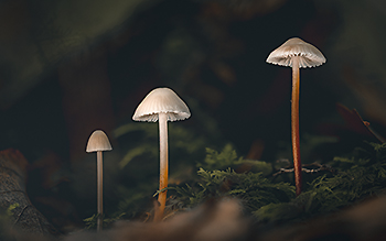 Champignons — photo 9