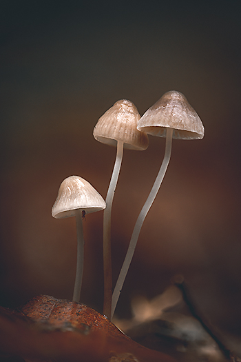 Champignons — photo 10