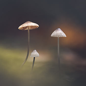 Champignons — photo 11