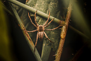Faune — photo 2
