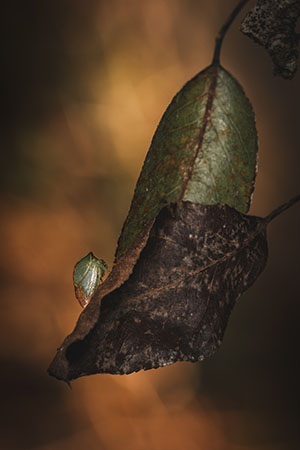 Faune — photo 10