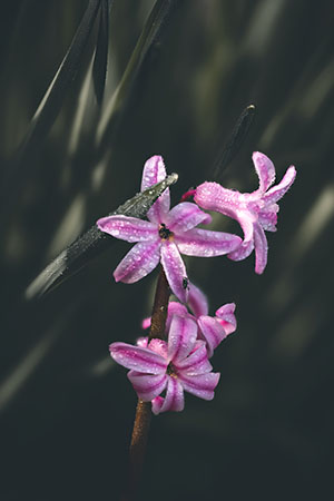 Flore — photo 9
