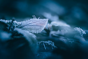 Flore — photo 1