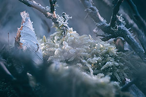 Flore — photo 2
