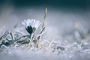 Flore — photo 3