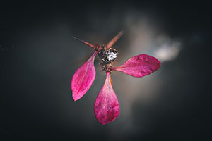 Flore — photo 4
