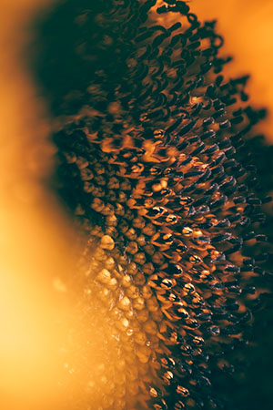 Flore — photo 5