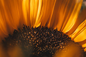 Flore — photo 6