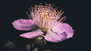 Flore — photo 7